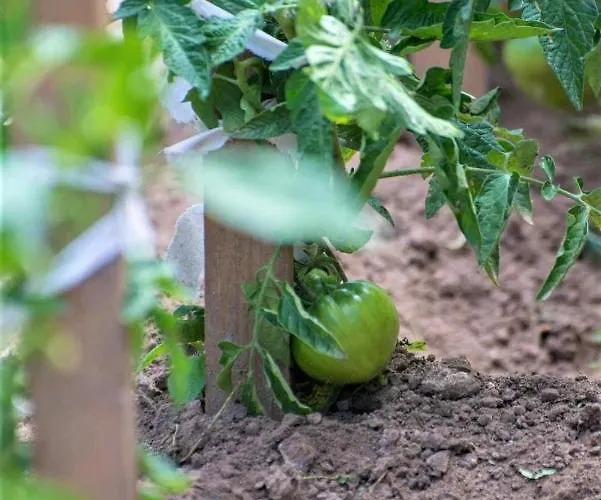 Hotel Pegasus-adult Friendly