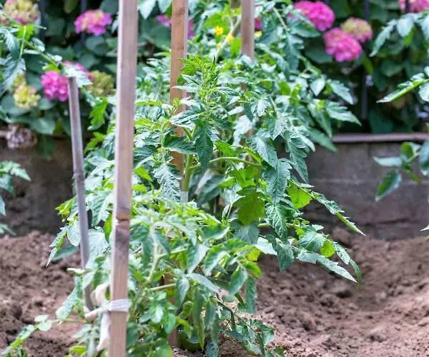 Pegasus-adult Friendly 3*